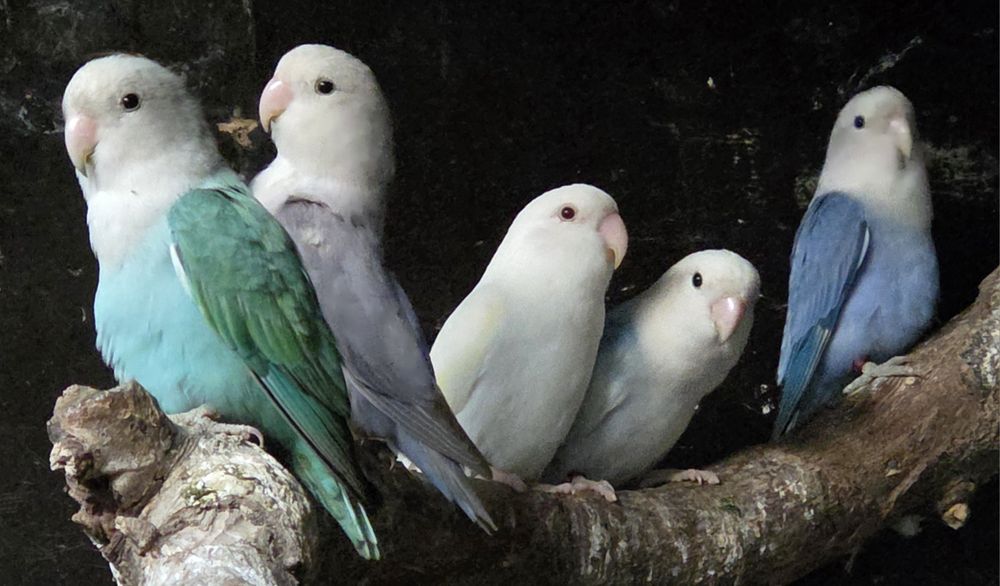 Nierozłączki czerwonoczelne ZAMIANIA