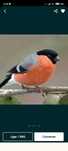 Aves de fauna deste ano
