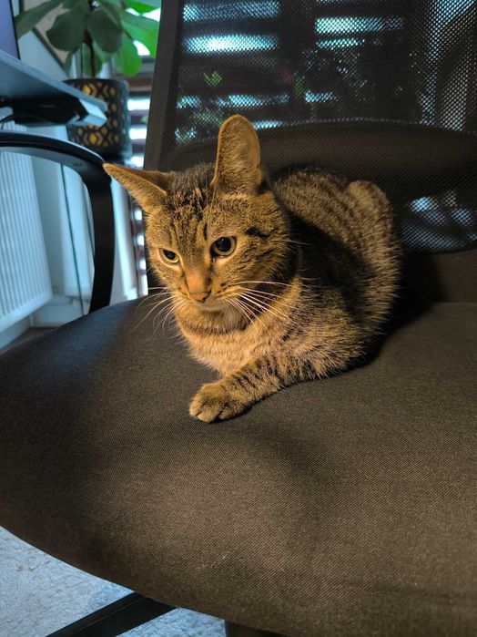 kot szuka domu cała Polska