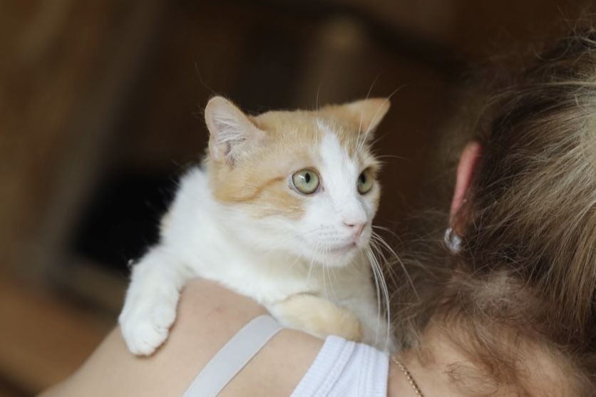 Арчи 1 год, котик, кот, пушистик