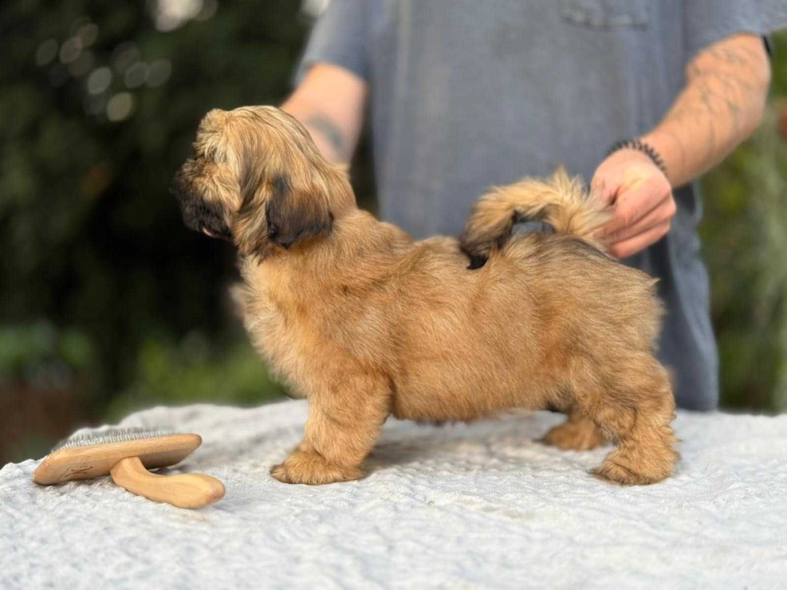 Unikatowy piesek Shih Tzu!  Gotowy DO ODBIORU!