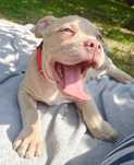 Amstaf Amstaff Amstaffy American Staffordshire Terier