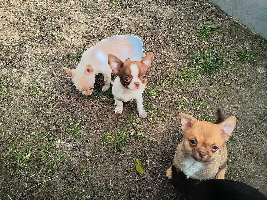 Чихуахуа дітки, хлопчики