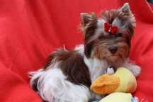 Yorkshire Terrier Biro