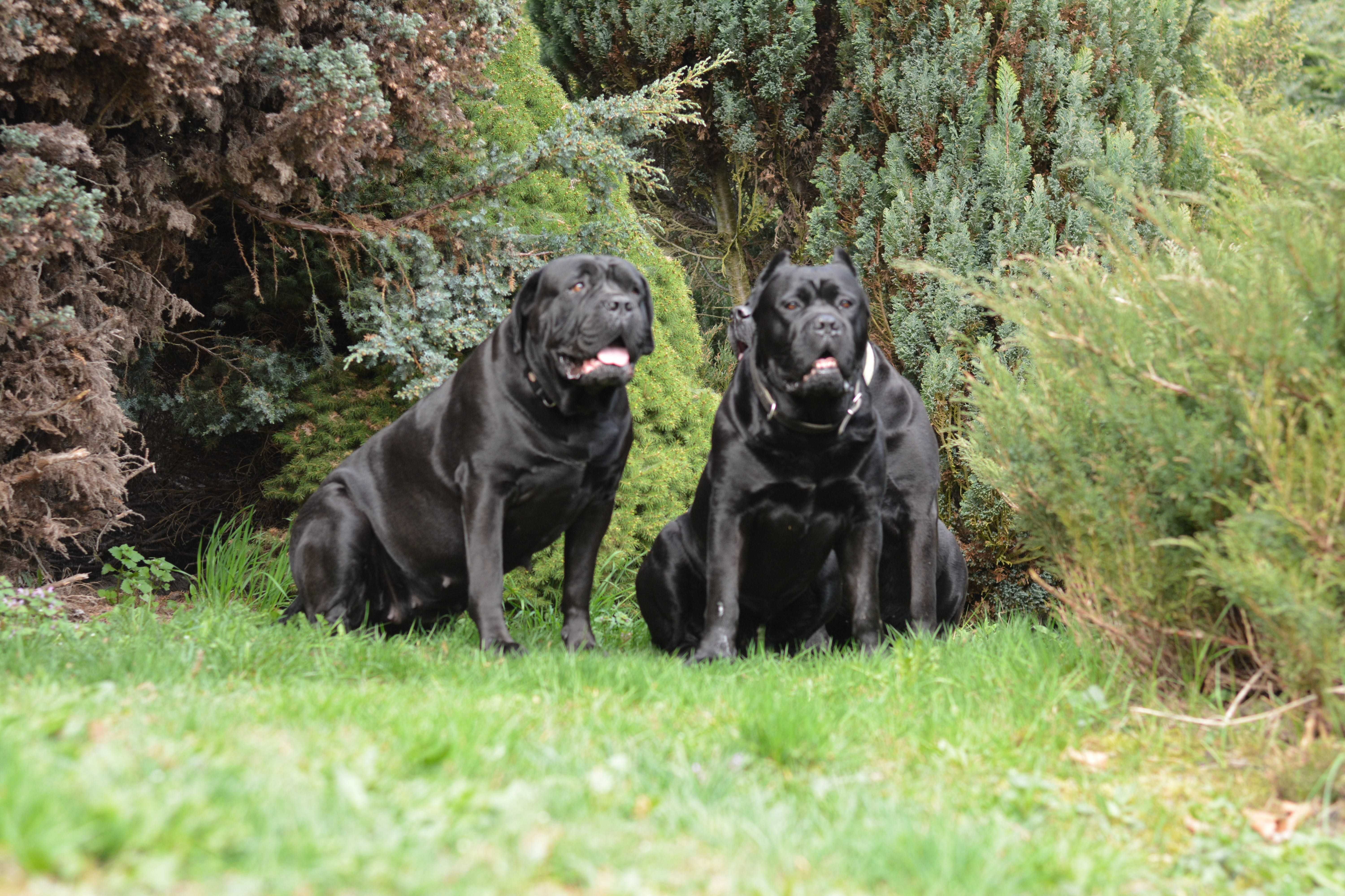 Cane Corso FCI - po Championach