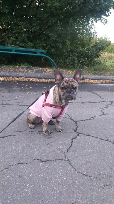 Продам французкого булодога