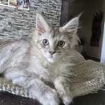 Maine Coon kotka As 25