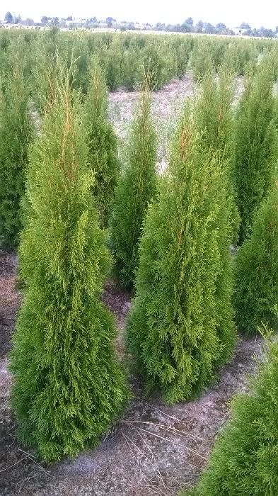 Thuja Tuja SMARAGD 120-140cm. 24zł/szt RABATY!!! PROMOCJA