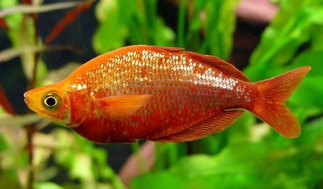 MISIEKZOO Tęczanki - Tęczanka Boesemana /Trójpręga/Czerwona