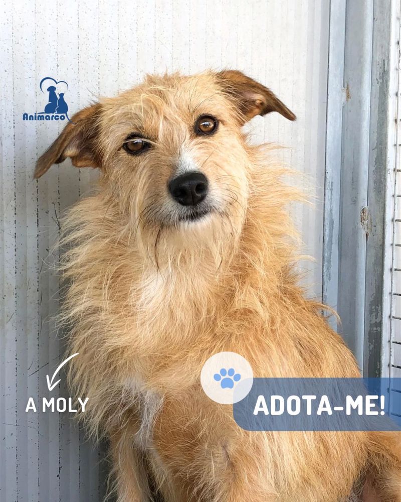Moly - cadela jovem porte medio para adocao