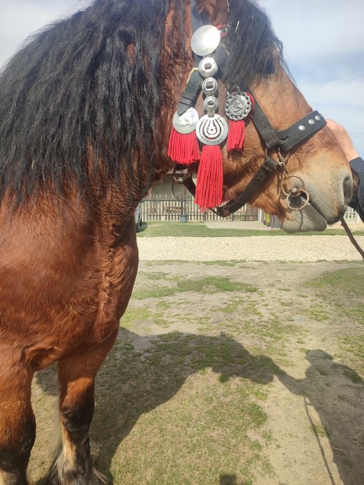 Sprzedam konia zimnokrwistego