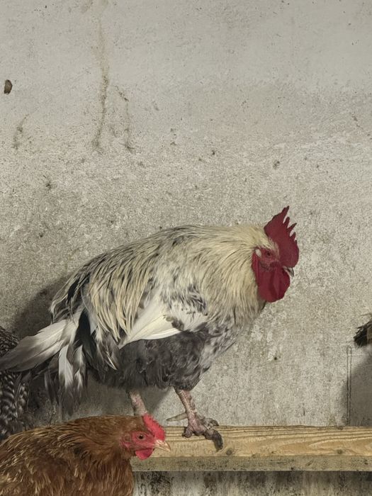 Koguty rossa sprzedam