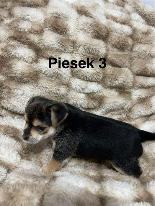 Prześliczne szczeniaki szukają kochajacego domu