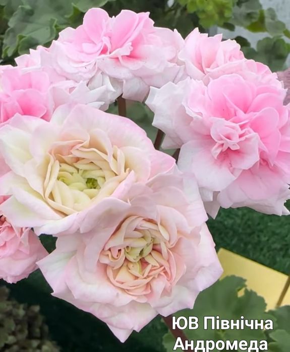 Пеларгонія сортова ТА ІсторіяЛюбові,Зірка Водолія,,Юв Північна Андроме