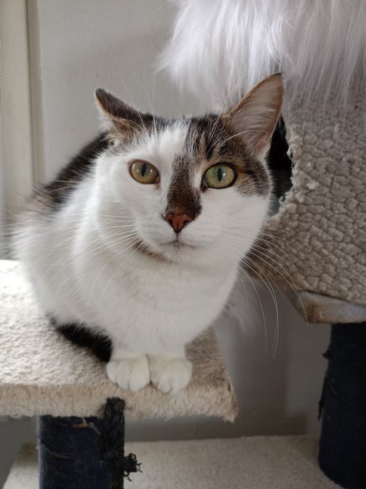 Po śmierci właściciela szuka domu