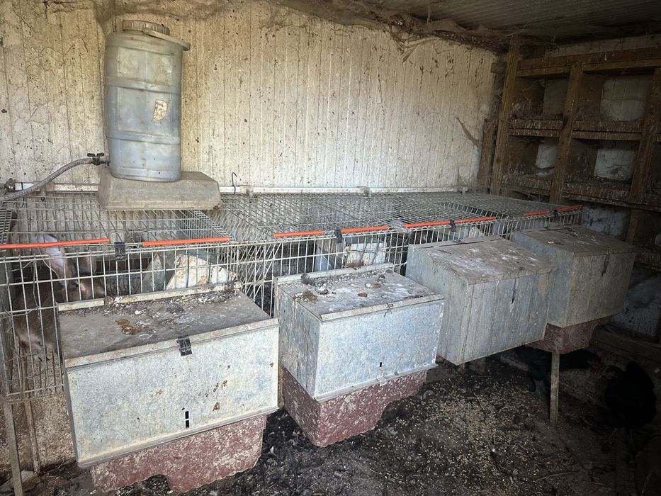 Coelheiras para coelhos ou outros animais