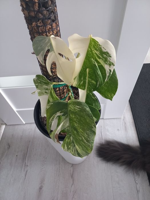 Monstera variegata + ...
