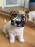 Jack Russell Terrier Piesek ZKwP FCI