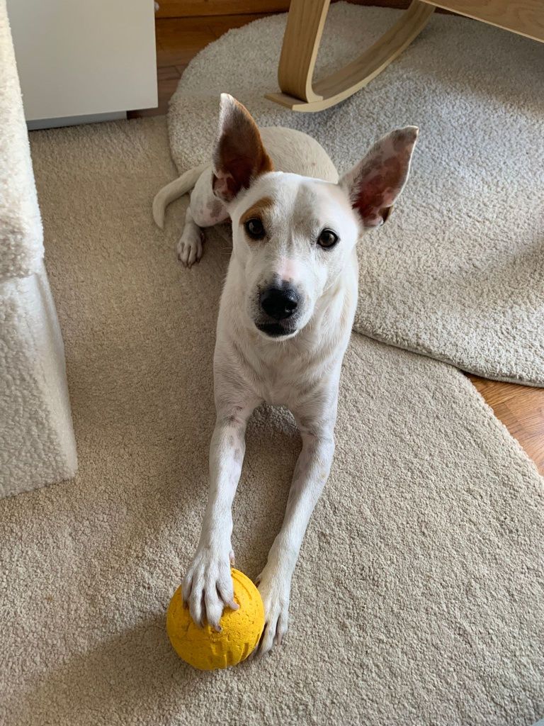 Cão para adoção!