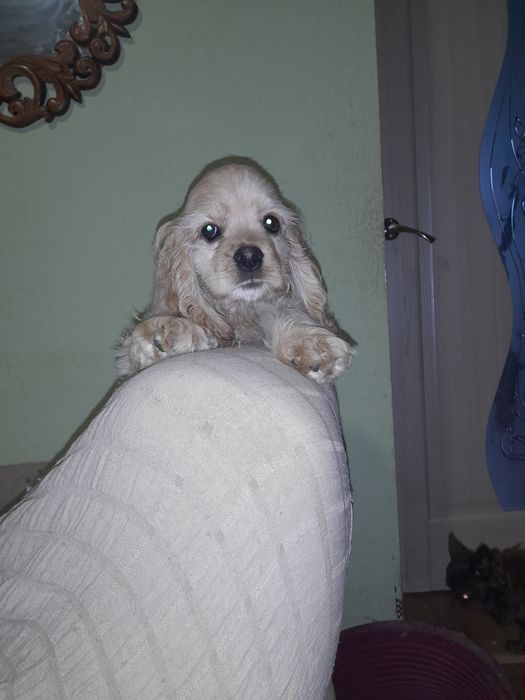 Американский кокер спаніель.