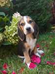Beagle suczka gotowa do odbioru