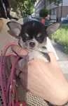 Chihuahua krótkowłosa piękna czarno -biala