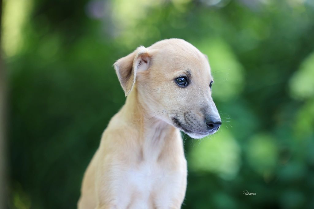 Whippet - chart angielski