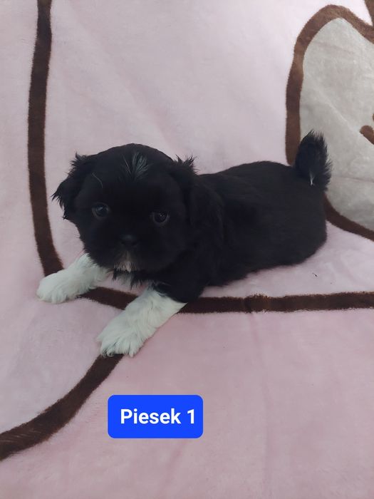 Shih tzu do rezerwacji