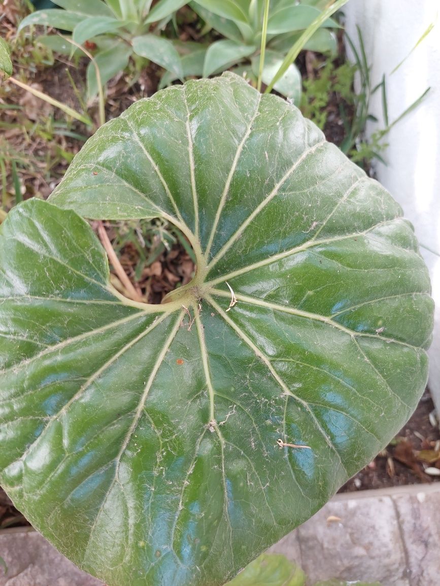 Planta Farfugium japonica(Patas de Cavalo)