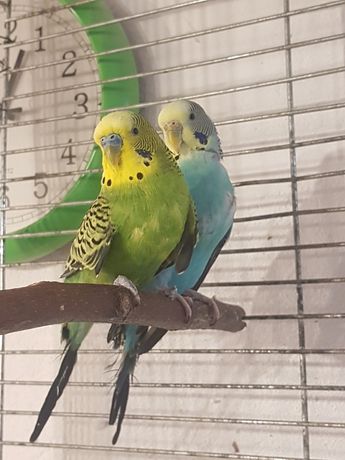 Papugi faliste/papużki faliste