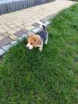 Śliczny Beagle tricolor metryka czip