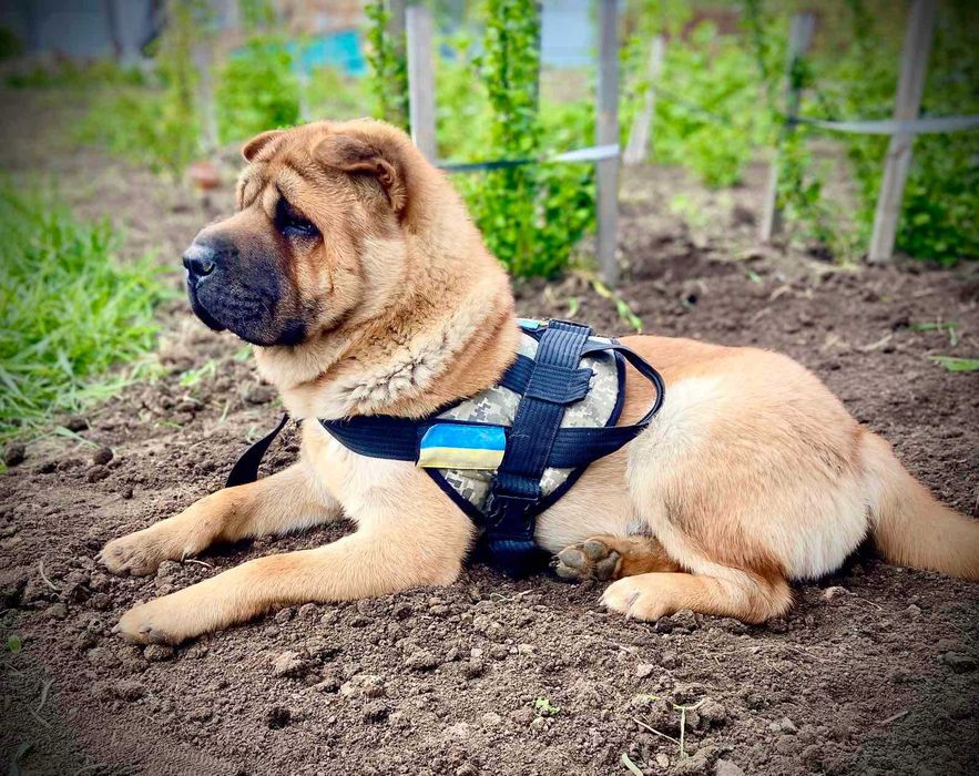 Чаупей шукає подружку!
