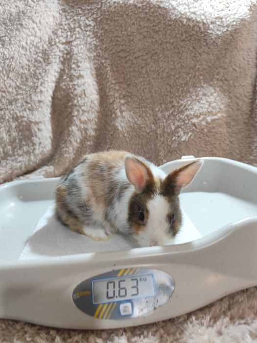 Coelho anão adoção gratuita