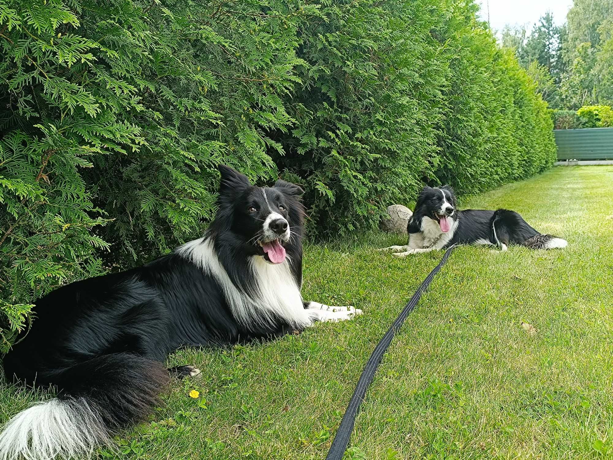 Szczeniaki Border collie z rodowodem TRI COLOR do rezerwacji