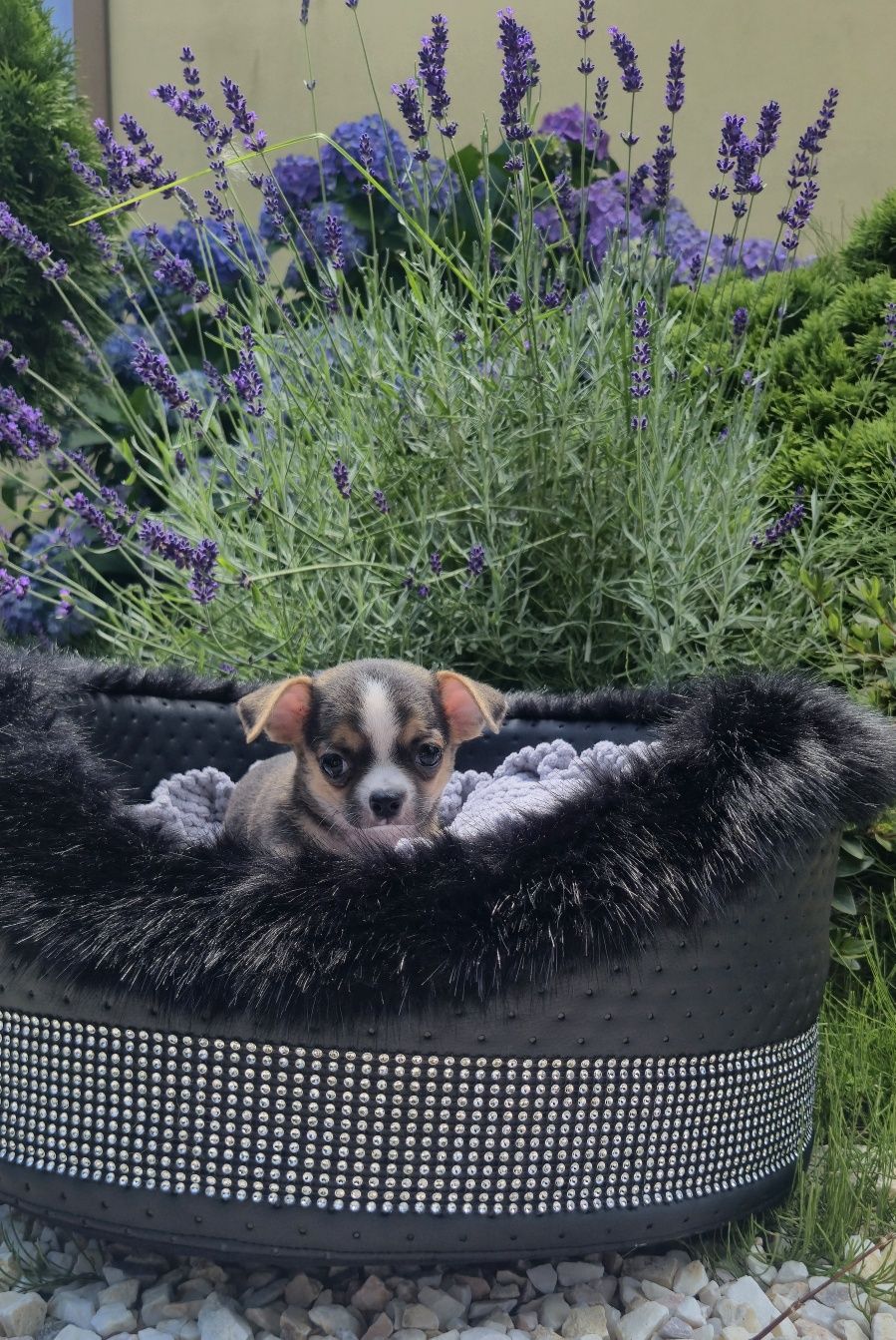 Piękny chłopczyk chihuahua krótkowłosy