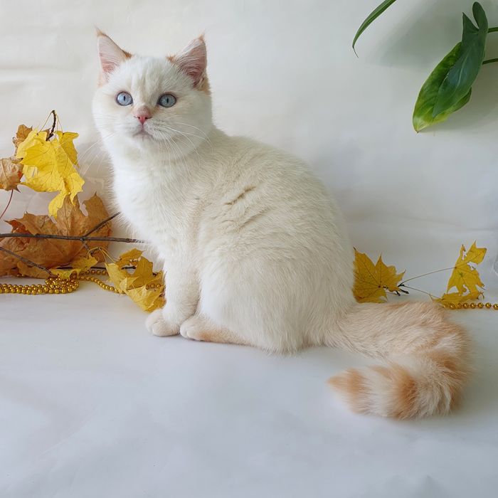 Киев британец котик голубоглазый белый. Котята котенок кошешенята