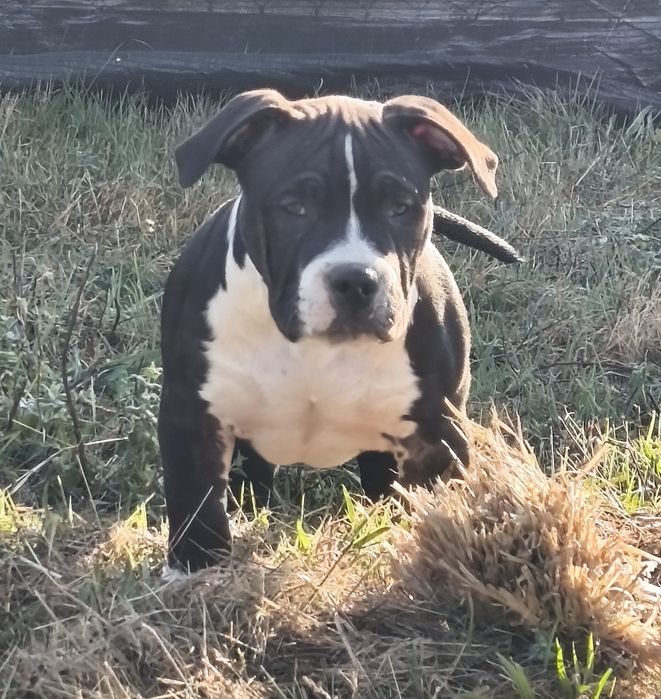 American Bully Pocket