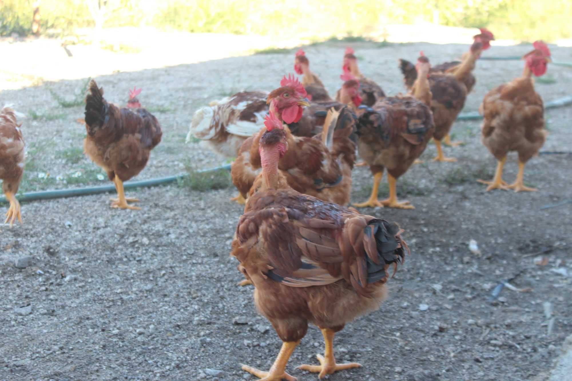 Galos para cabidelas e Ovos das nossas Galinhas criadas ao ar livre