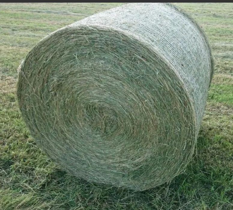 Sprzedam siano pierwszy pokos magazynowane pod dachem