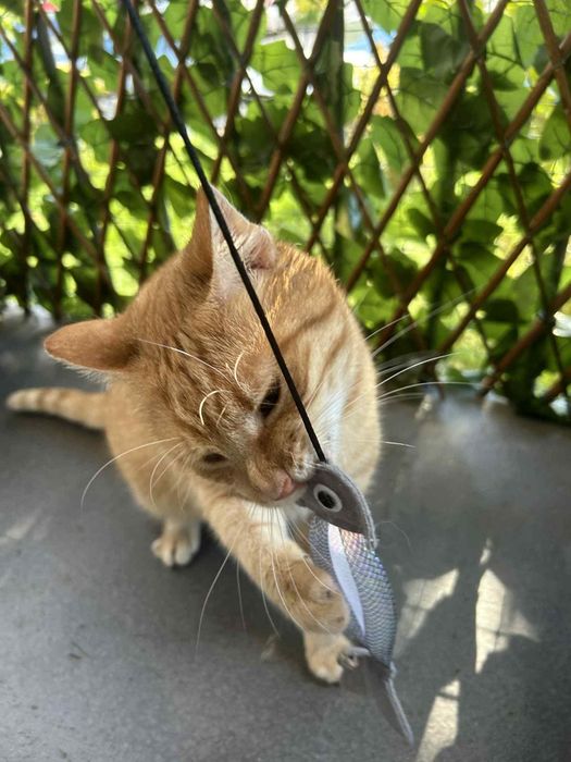 Cudowny Tweety szuka kochającego domku