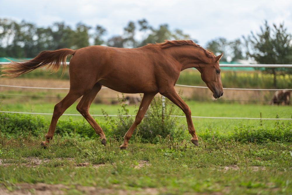 Ogier ujeżdżeniowy 2023r. Morricone x Rosengold