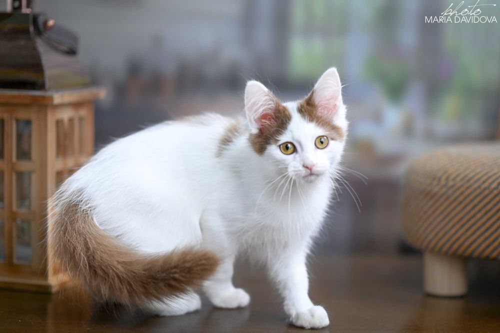 Редчайший цинамон! Харизматичный котёнок ищет дом!