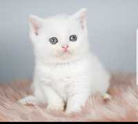 Белоснежный красавчик с ярко оранжевыми глазами. Британский котенок.