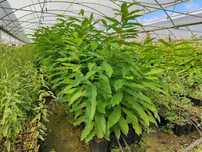 Plantas de Castanheiros Híbridos Marsol