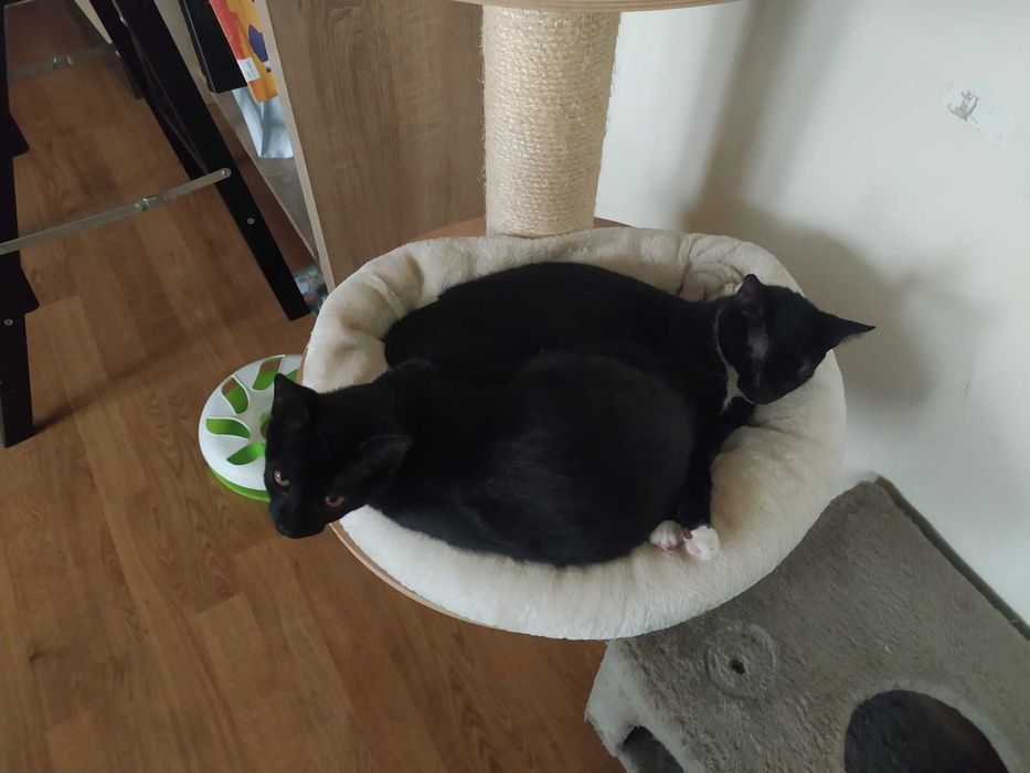 wesołe kociaki do oddania w dobre rece