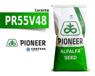Lucerna siewna Pioneer PR55V48 - bardzo duży plon