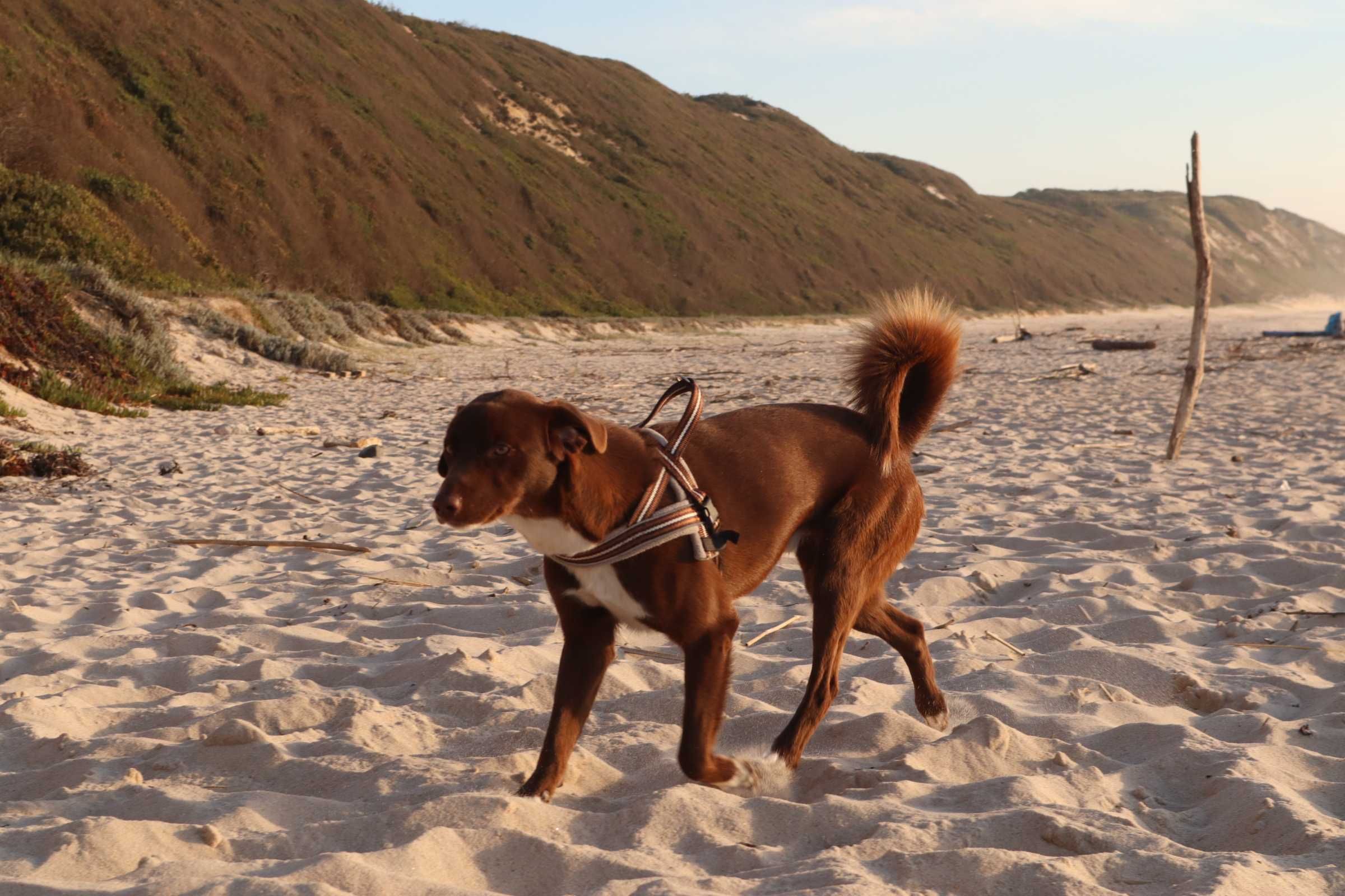 Cãozinho (macho) para Adoção
