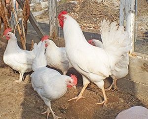 Продам курей несушек