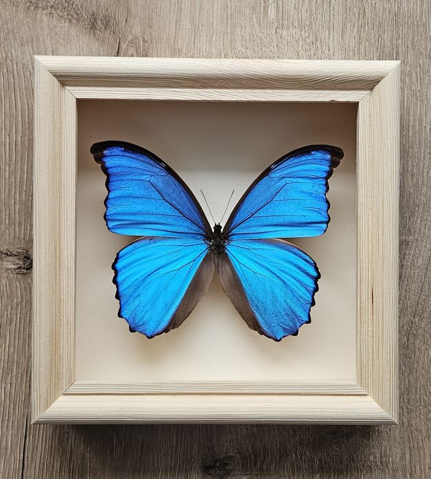 Motyl w ramce Morpho Didius
