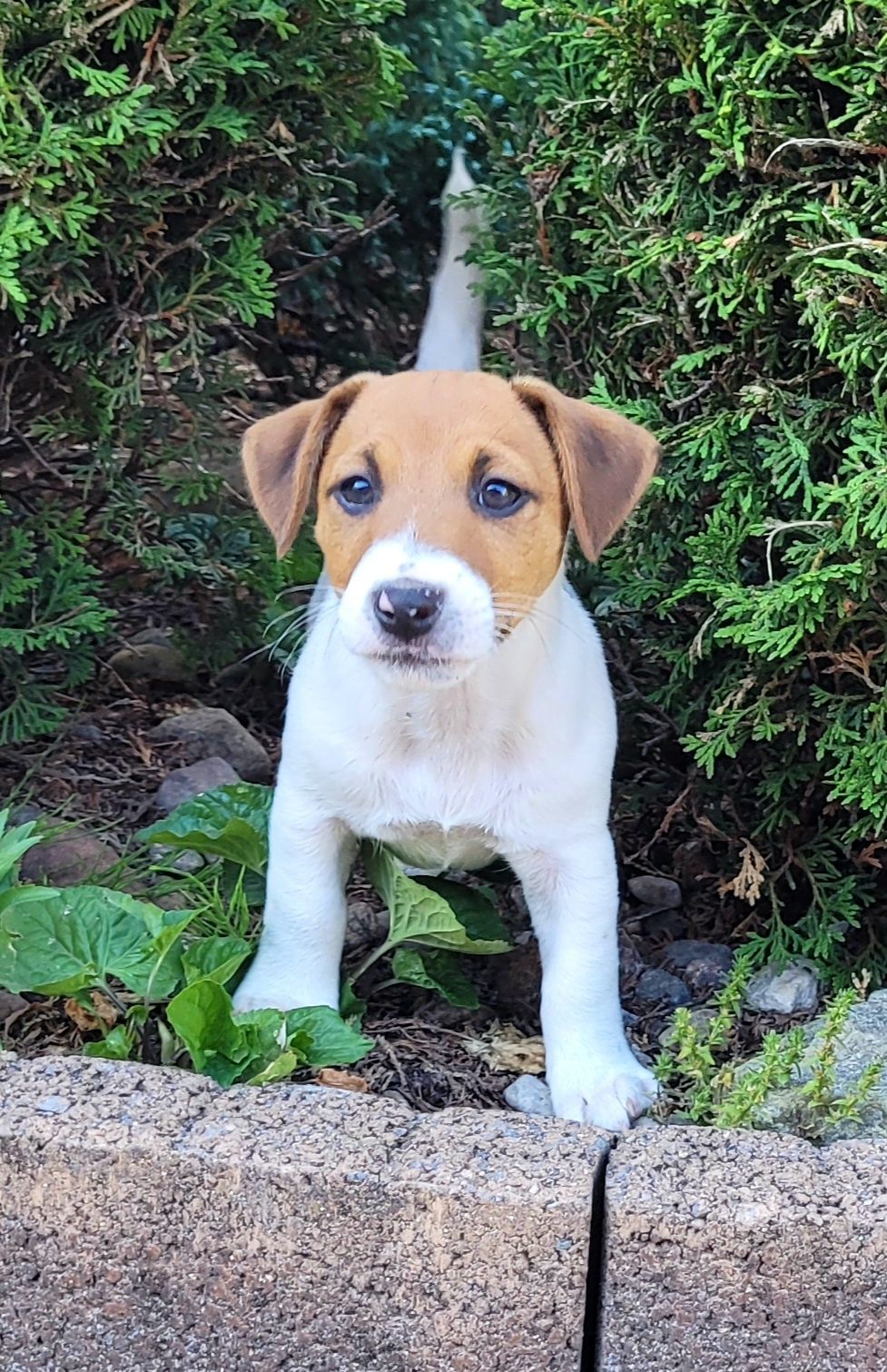 Jack Russell Terrier - gładkowłose z metryką ZKwP
